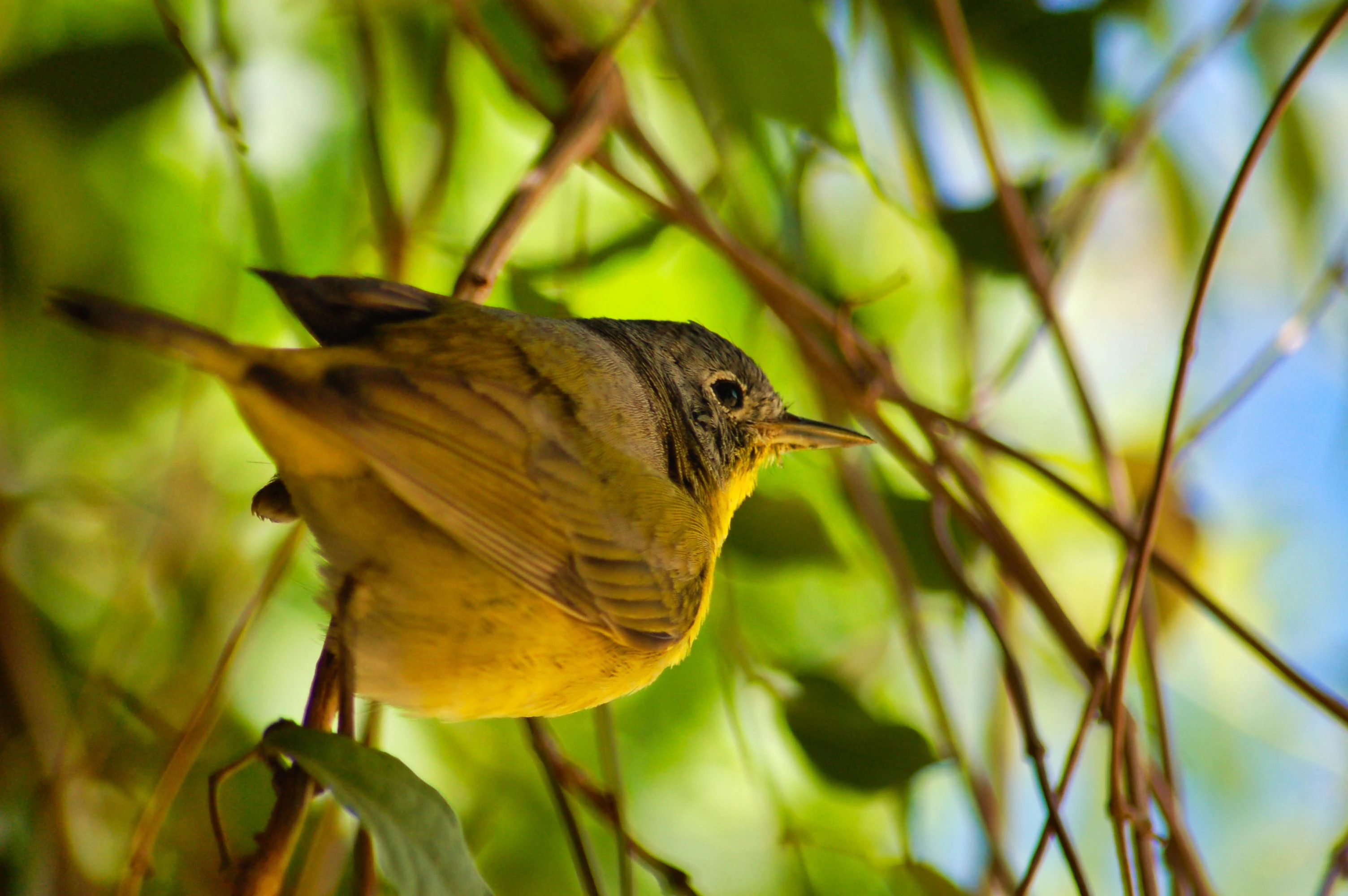 Small olive-brown bird resting among green leaves and twigs